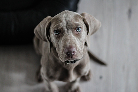 Tous nos produits vétérinaires pour le bien-être de votre animal de compagnie - Mon Pharmacien Conseil