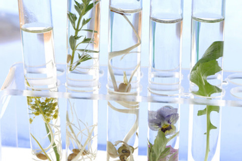 Phytotherapy : beauty through plants - Mon Pharmacien Conseil